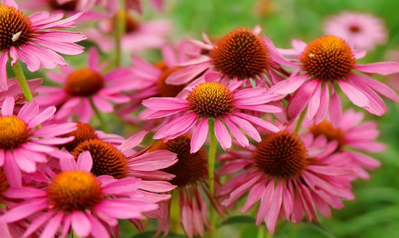 Kráska zvaná echinacea alebo zázrak na imunitu