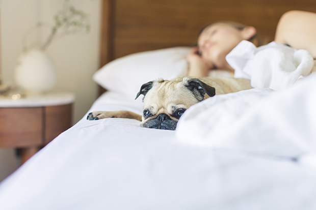 bed-bedroom-blanket-545017.jpg bed-bedroom-blanket-545017.jpg